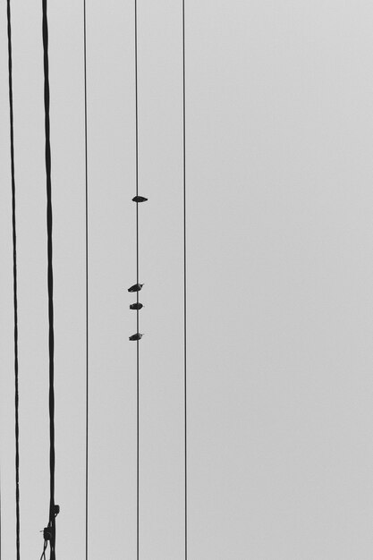 Photo vue de bas des pigeons assis sur des câbles électriques