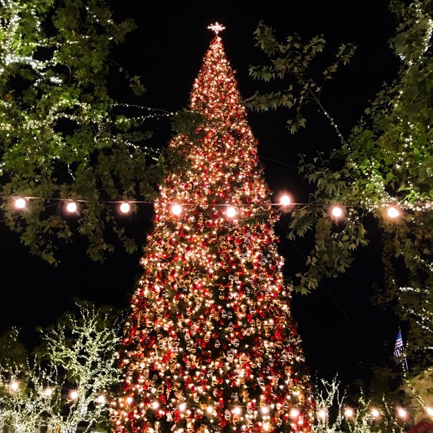 Photo vue basse de l'arbre de noël