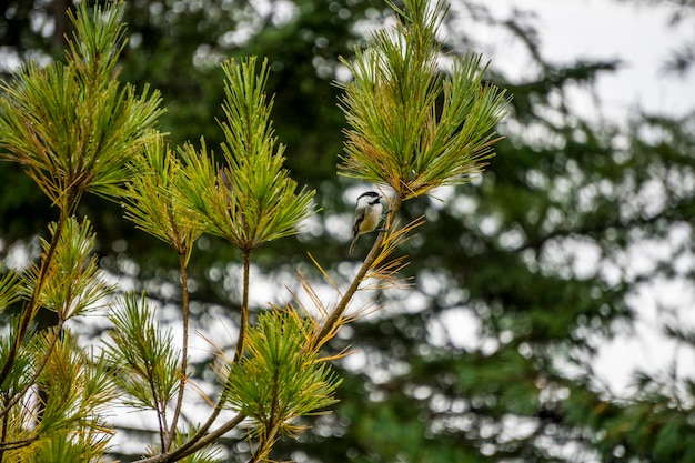 Vue basse de l'arbre de pin