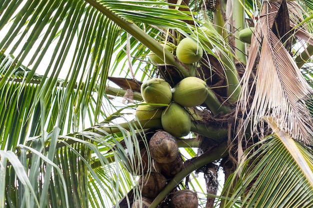 Vue basse du palmier à noix de coco