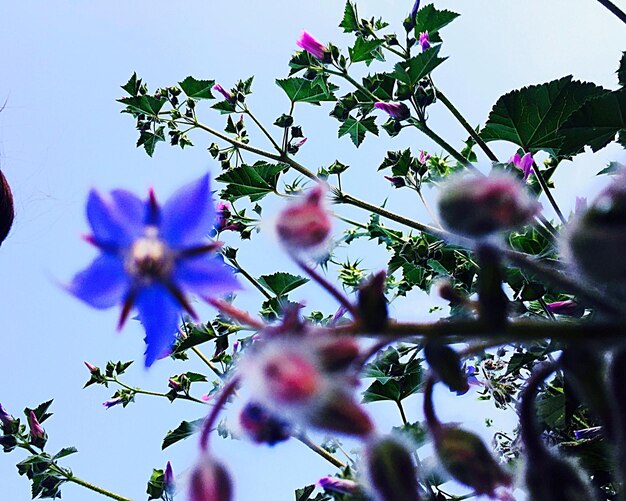 Vue basse des fleurs roses