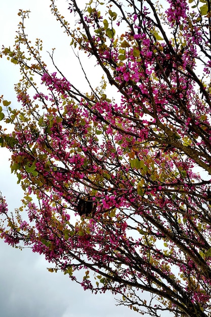 Photo vue basse des fleurs roses