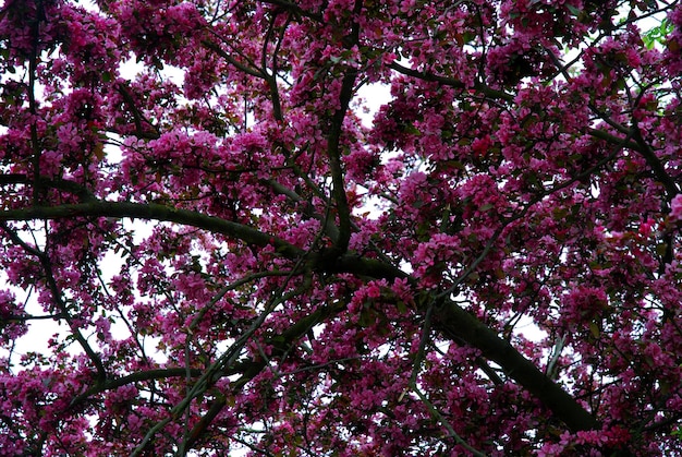 Photo vue basse des fleurs roses