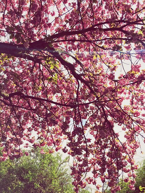 Photo vue basse des fleurs roses