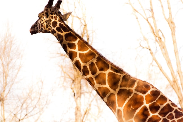 Photo vue basse de la girafe