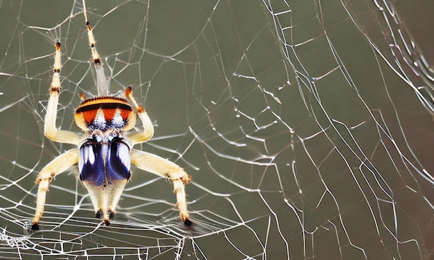 Vue d'une belle image en haute résolution d'une araignée