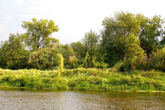 Vue sur la belle rivière et la forêt