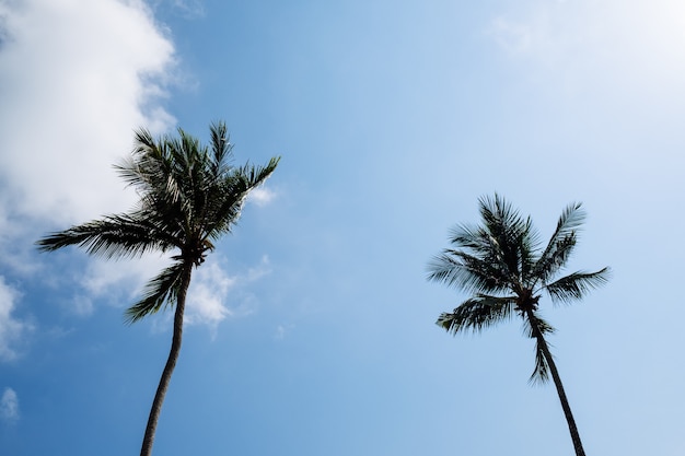 Vue de belles palmiers tropicaux. Concept de vacances et de vacances