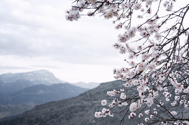 Vue d'une branche d'abricot en fleurs sur un après-midi nuageux sur fond de montagnes grises. Le concept de plantes, paysage, montagnes.