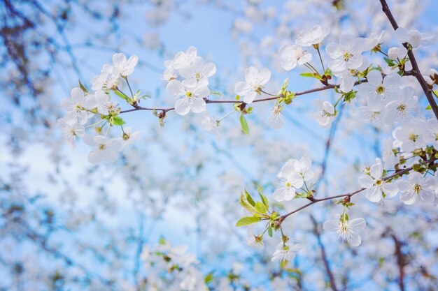 Vue sur la branche de cerisier en fleurs sur fond de ciel bleu stile instagram