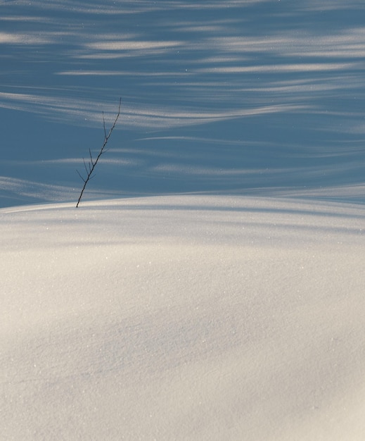 Vue d'une branche sur la neige avec des ombres ondulées en arrière-plan