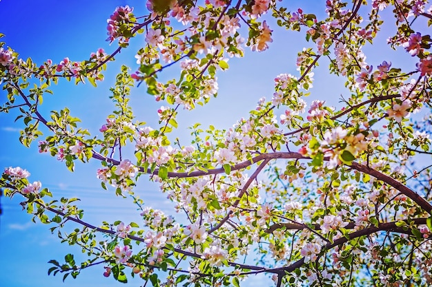 Vue sur les branches d'un pommier en fleurs avec un style instagram de fleurs rouges