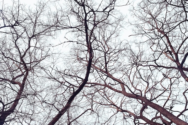 vue des branches sans fond de feuilles, résumé, stress tristesse