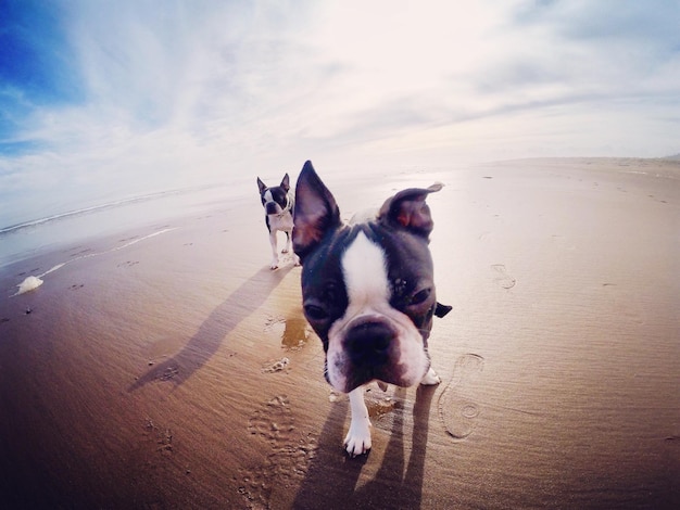 Vue d'un bulldog marchant sur la plage avec une lentille à œil de poisson