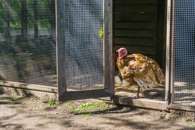 Photo vue d'une cage d'animal dans un zoo