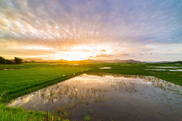 Vue sur la campagne unique au Vietnam belle province de Phu Yen rizières écosystème coucher de soleil réflexion eau coloré cloudscape, agriculture rurale