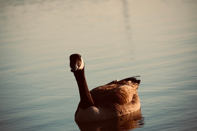 Photo vue d'un canard nageant dans le lac