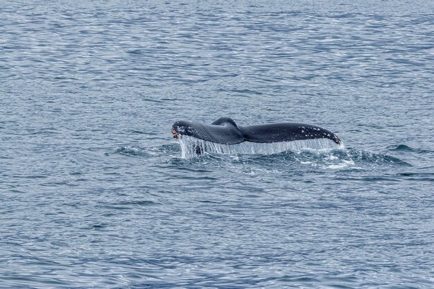 Photo vue d'un canard nageant dans la mer