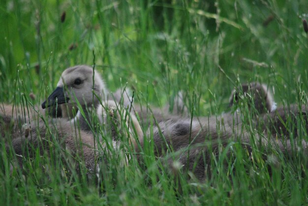 Photo vue des canards sur l'herbe