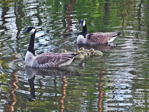 Vue des canards nageant dans l'étang