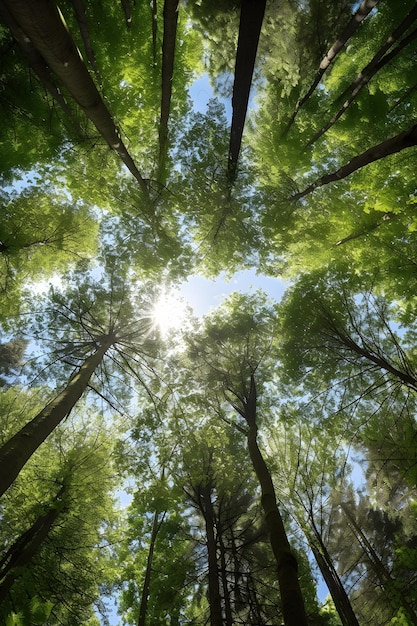 Une vue de la canopée de la forêt d'en haut