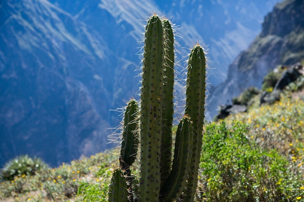 Vue sur le Canyon de Colca au Pérou