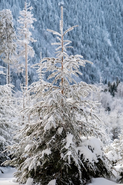 Vue sur les Carpates en hiver Roumanie