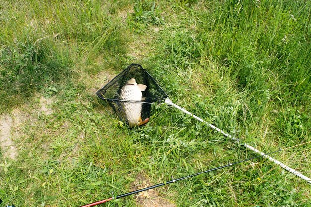 Photo vue d'une carpe prise dans un filet d'atterrissage sur l'herbe