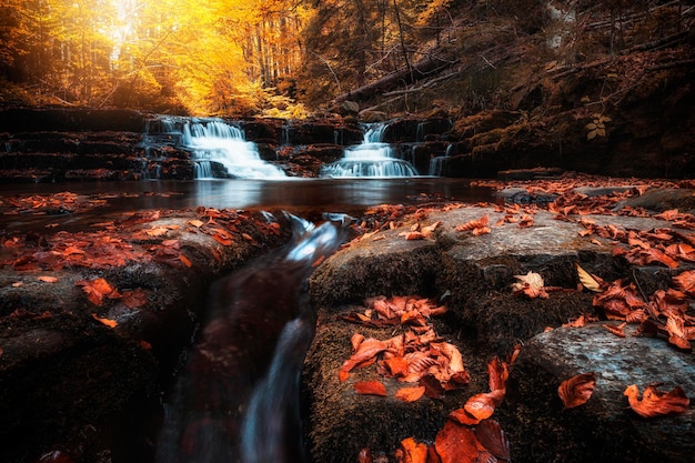 Photo vue d'une cascade dans la forêt en automne