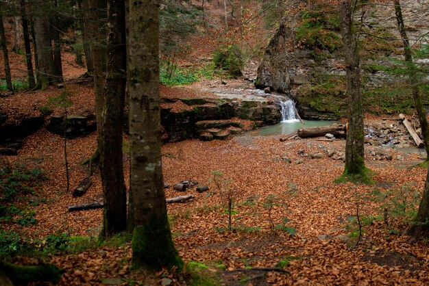 Vue de cascade dans la forêt d'automne