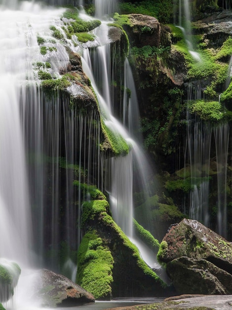 Vue de la cascade dans la forêt