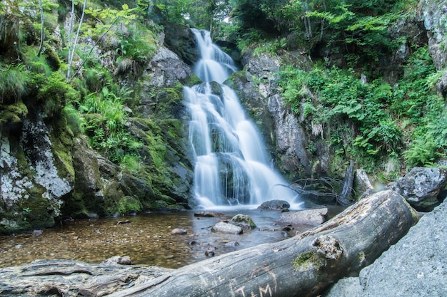 Vue d'une cascade dans la forêt