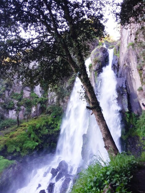 Vue d'une cascade dans la forêt