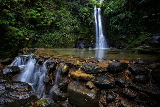 Vue d'une cascade dans la forêt