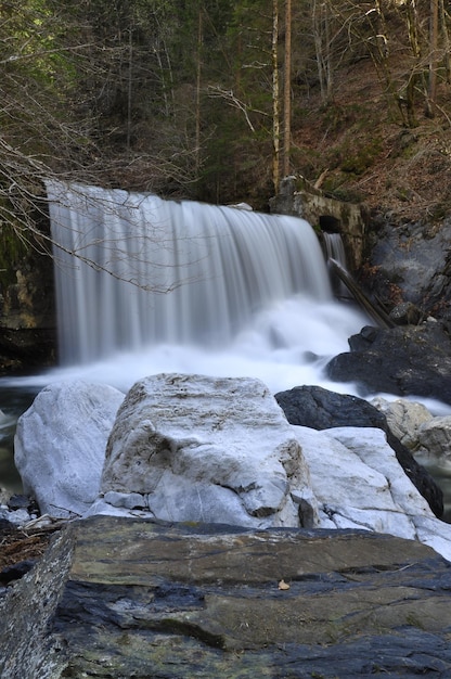 Vue de la cascade dans la forêt