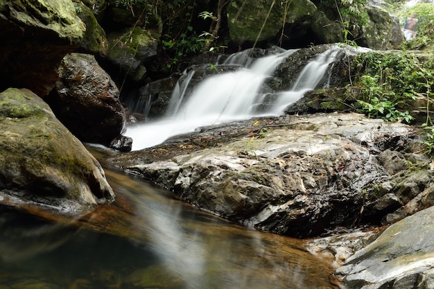 Vue d'une cascade dans la forêt