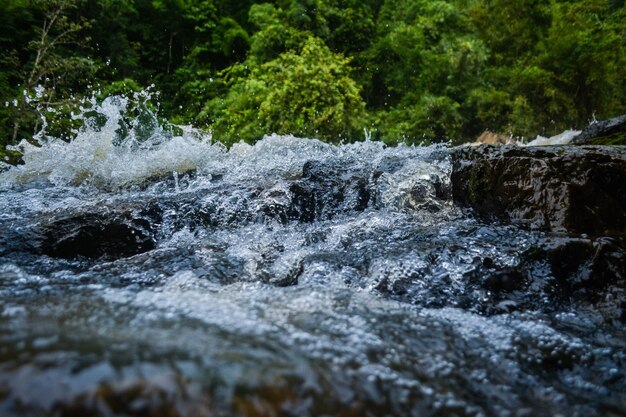 Vue d'une cascade dans la forêt