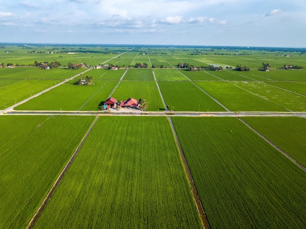 Vue sur la célèbre rizière de Sekinchan Selangor Malaisie Sekinchan qui signifie littéralement village propice à la plantation en chinois