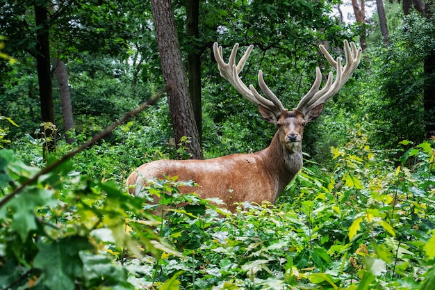 vue d'un cerf dans la forêt