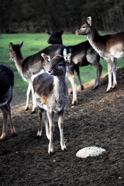 Photo vue d'un cerf debout sur le champ