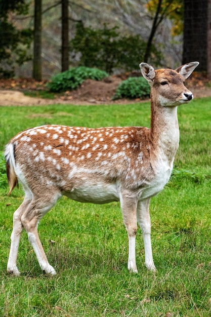 Vue d'un cerf debout sur le champ