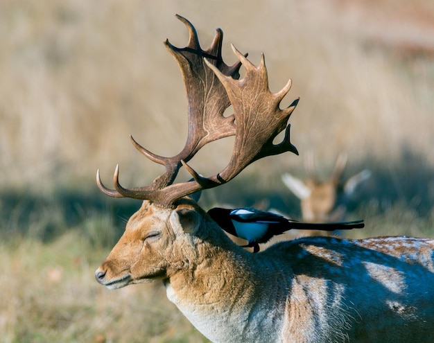 Photo vue des cerfs sur le champ