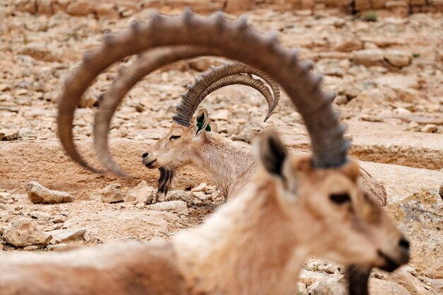 Vue des cerfs sur le champ