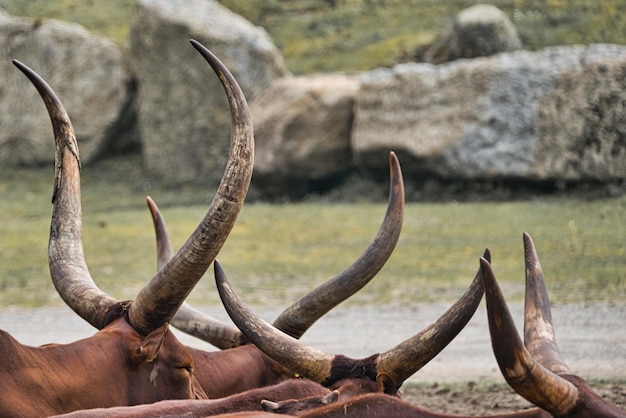 Vue des cerfs sur le champ