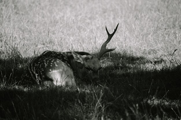 Vue des cerfs sur le champ