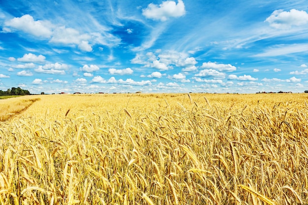 Vue sur champ de blé et beauté ciel bleu nuageux.