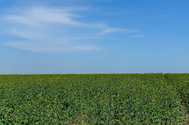 Vue sur un champ de canola au printemps