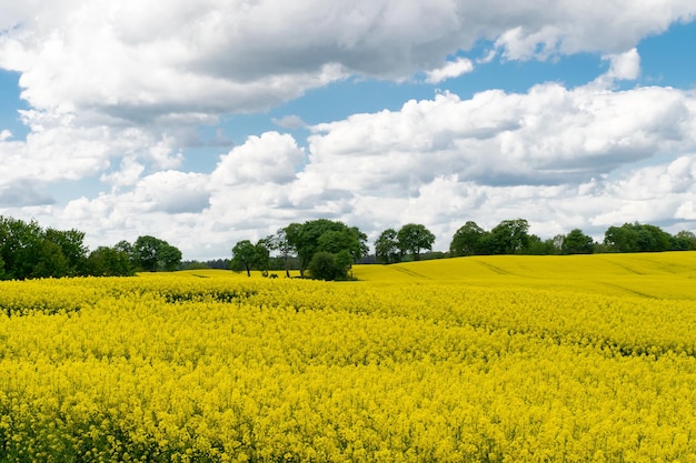 Vue d'un champ de colza jaune contre un ciel bleu avec des nuages blancs