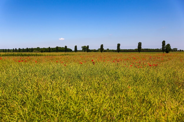 Vue sur le champ de coquelicots de fleurs sauvages