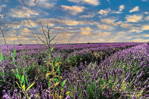 Vue d'un champ de fleurs de lavande coloré